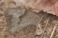 *(17240) Le Myrtil (Lpidoptre - Lycaenidae - Maniola jurtina)